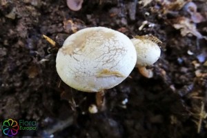 Ripartites tricholoma.jpg_product_product